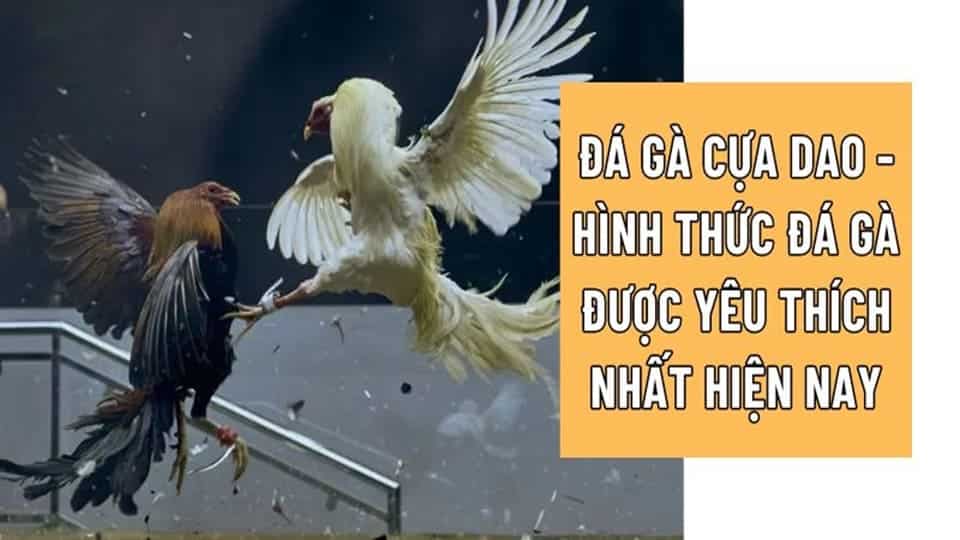 Đá Gà Cựa Dao